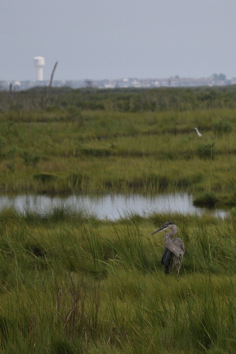 Great Blue Heron (Great Blue) - ML640282959