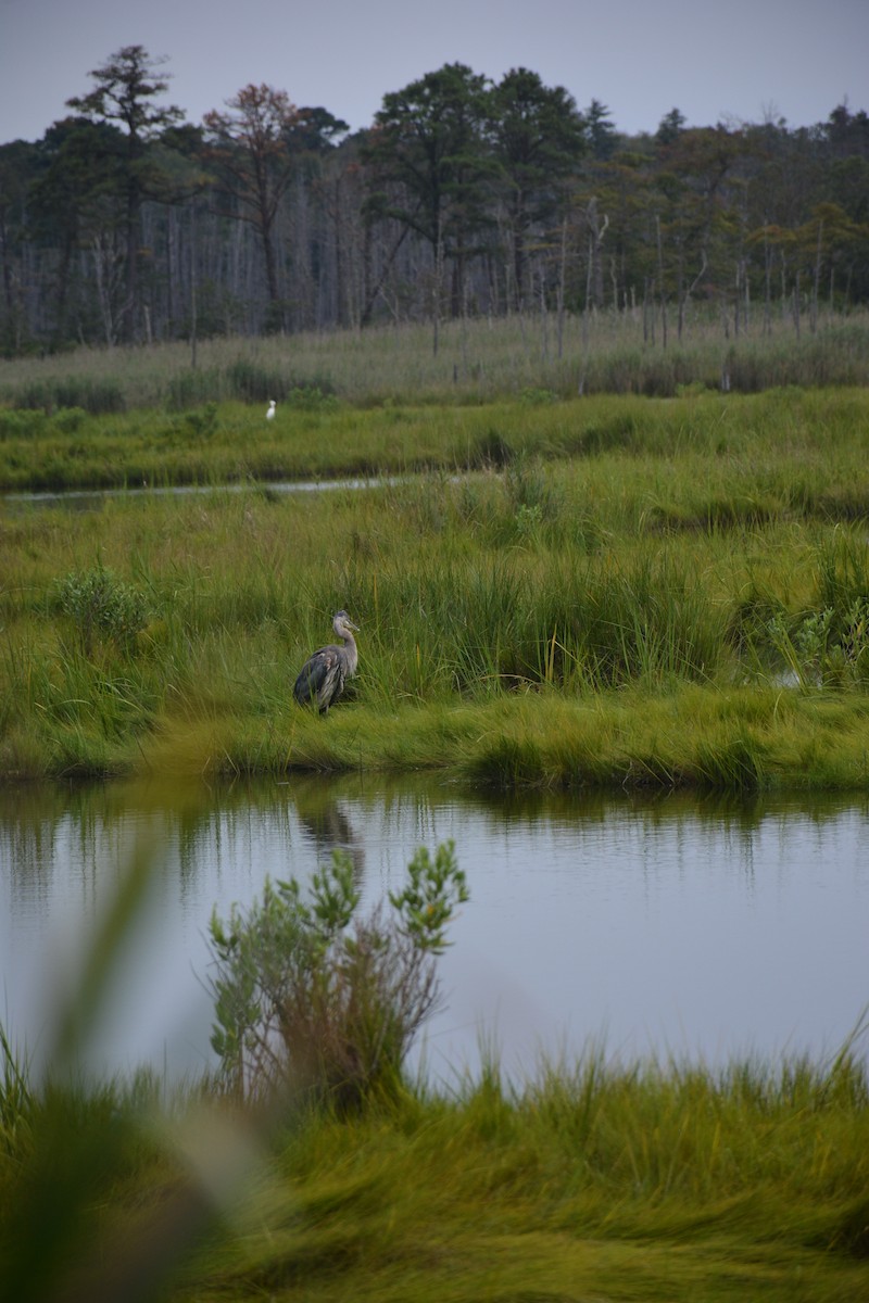 Great Blue Heron (Great Blue) - ML640282960