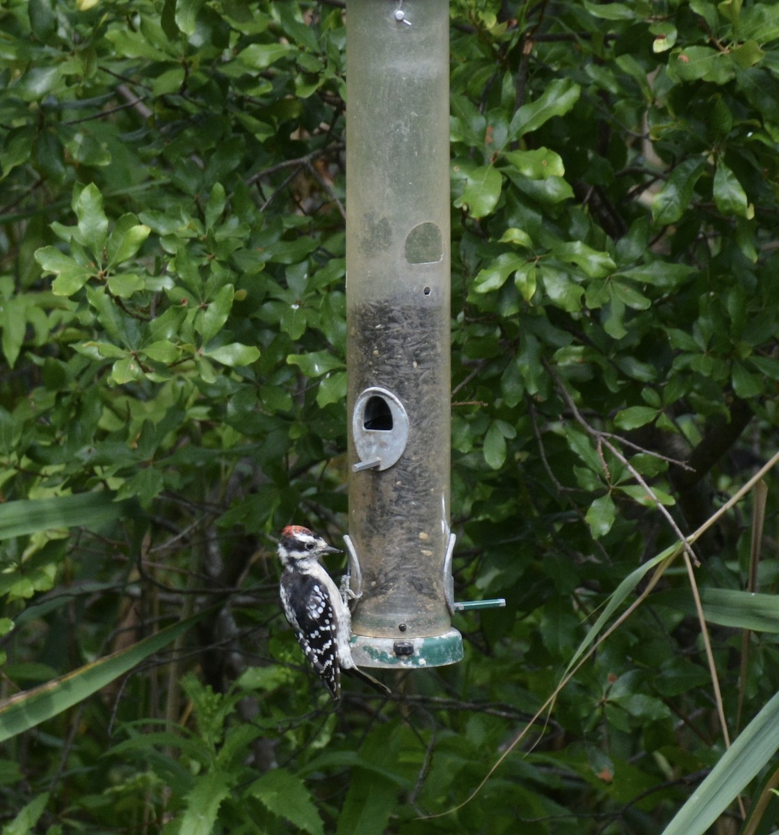 Downy Woodpecker (Eastern) - ML640282966