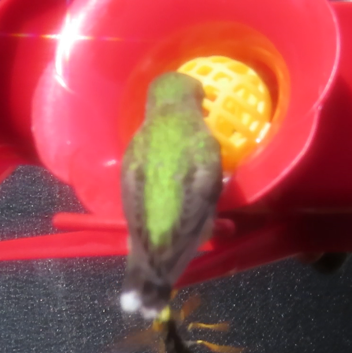 Selasphorus sp. - ML640282979