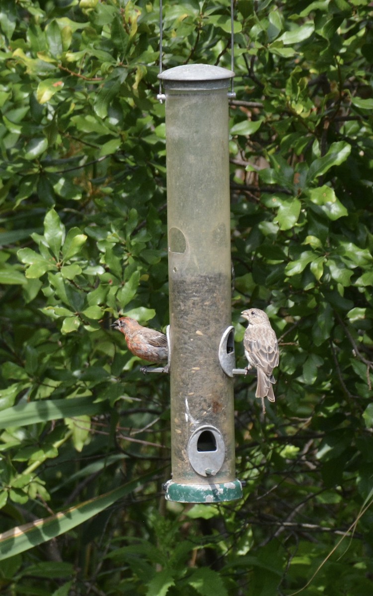 House Finch - ML640282990