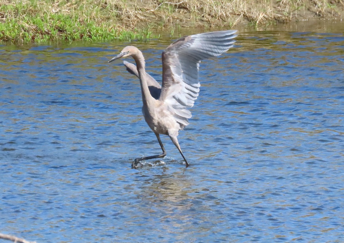 Reddish Egret - ML640283026