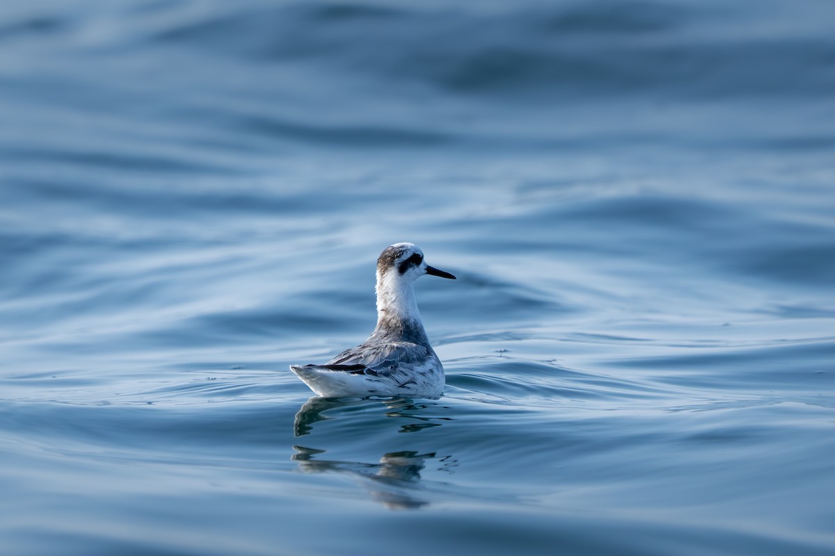 Red Phalarope - ML640283038