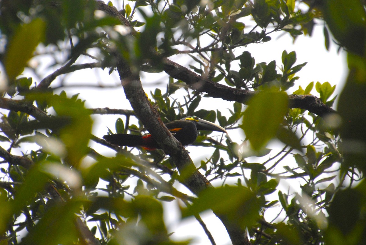 Yellow-eared Toucanet - ML640283068