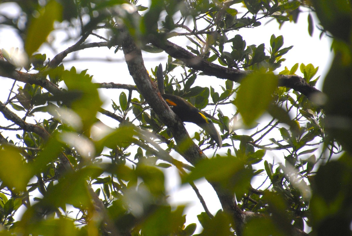 Yellow-eared Toucanet - ML640283069