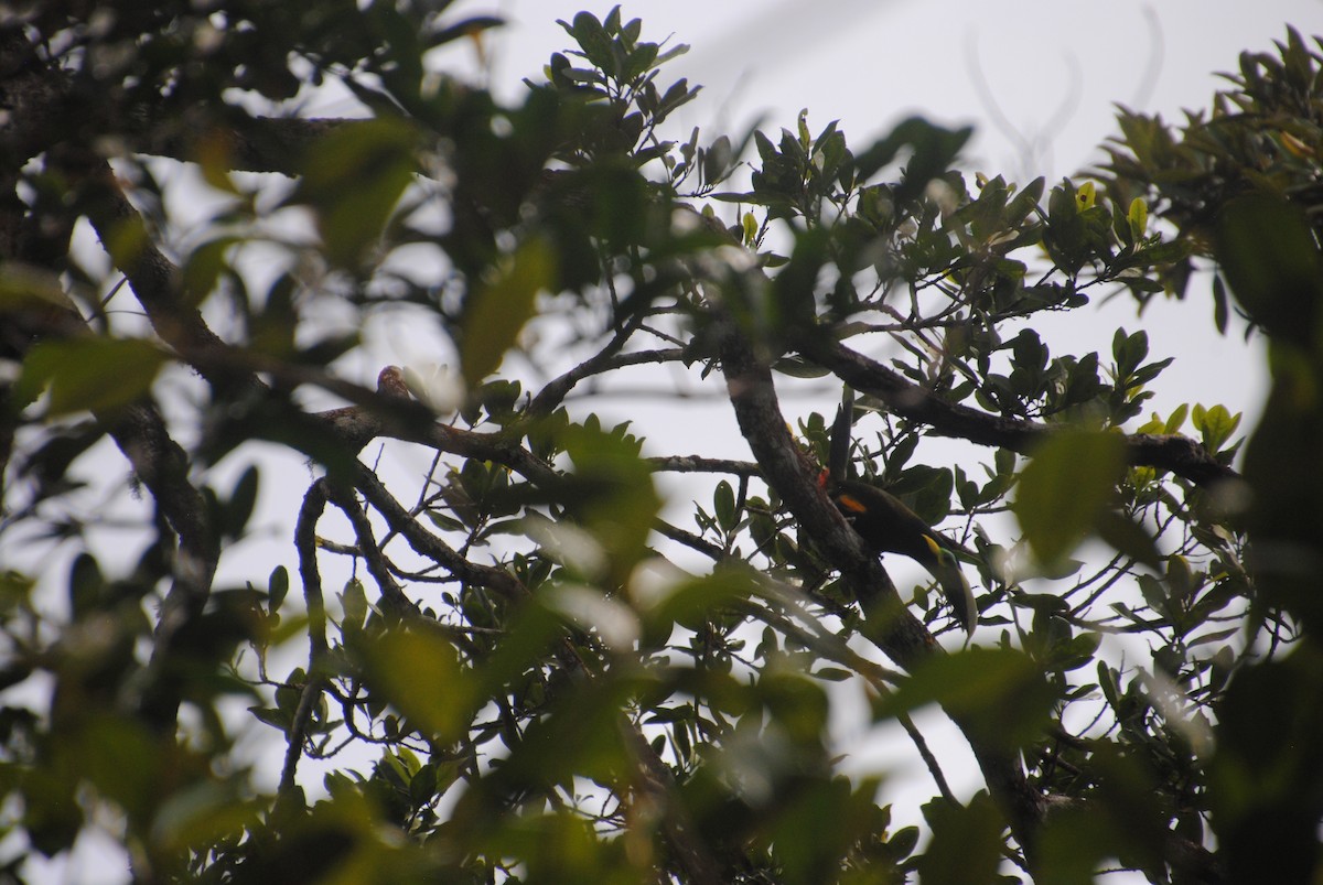 Yellow-eared Toucanet - ML640283072