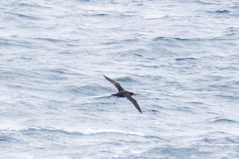 Sooty Shearwater - ML640283098