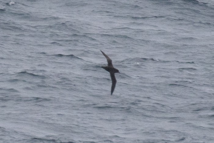 Sooty Shearwater - ML640283100