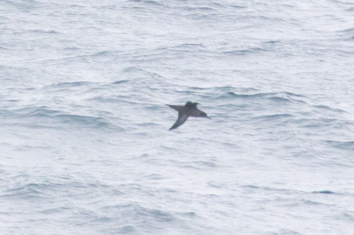 Sooty Shearwater - ML640283101
