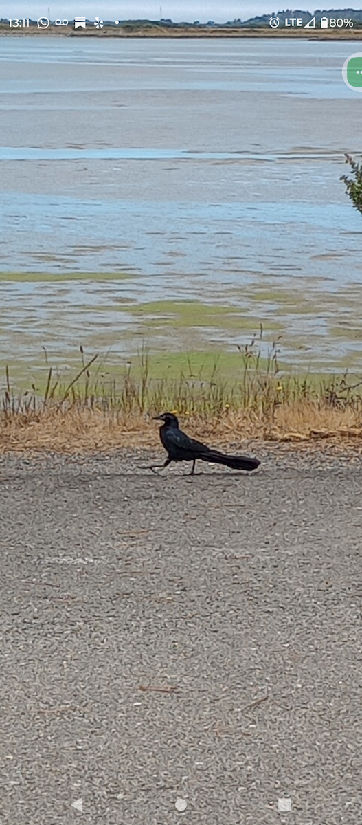 Great-tailed Grackle - ML640283125