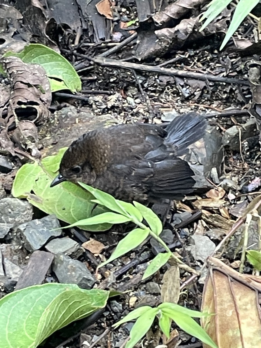 Tatama Tapaculo - ML640283229