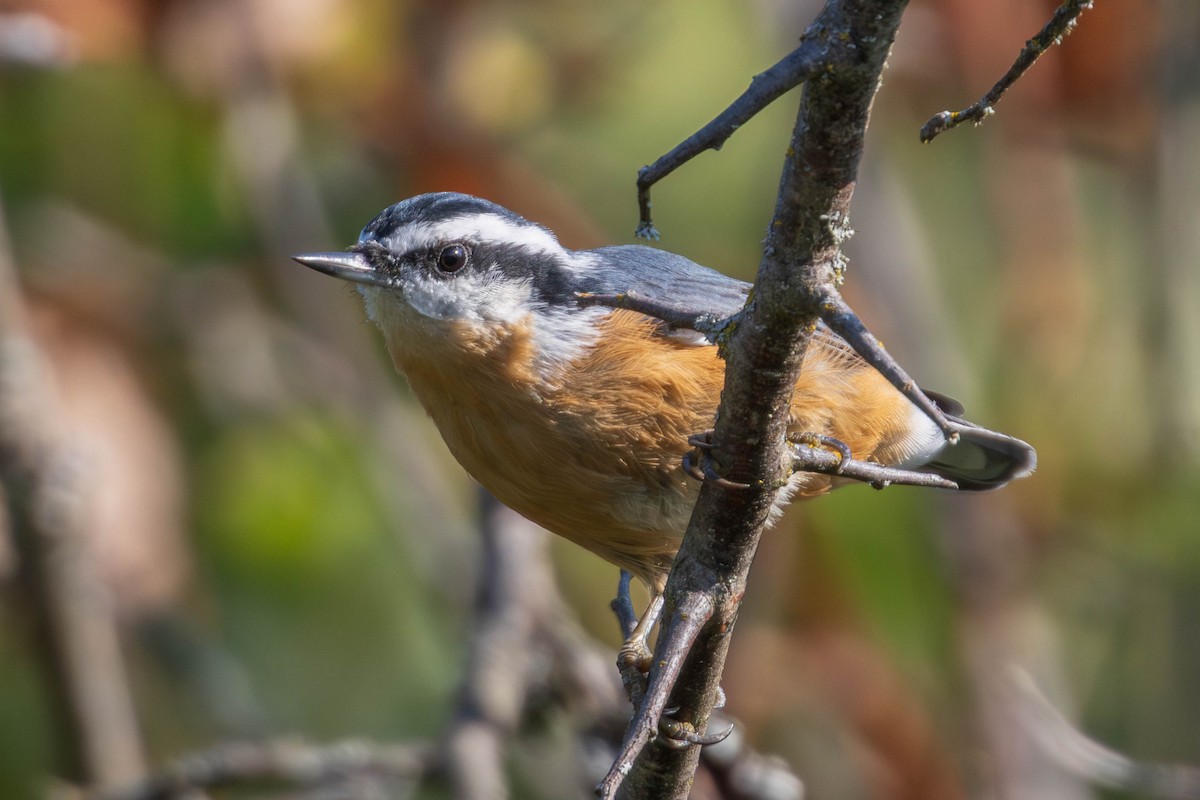 Red-breasted Nuthatch - ML640283246
