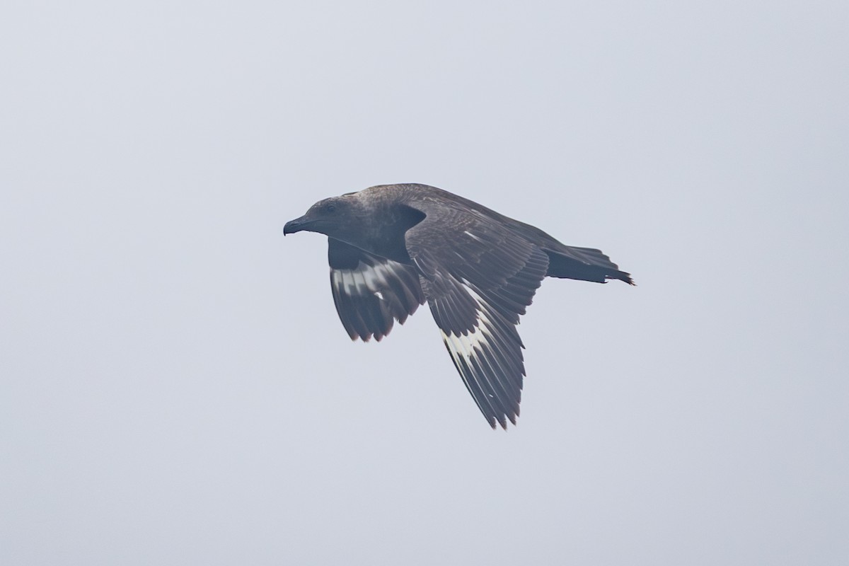 South Polar Skua - ML640283288