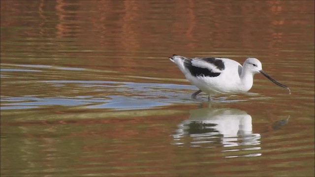 American Avocet - ML640283312