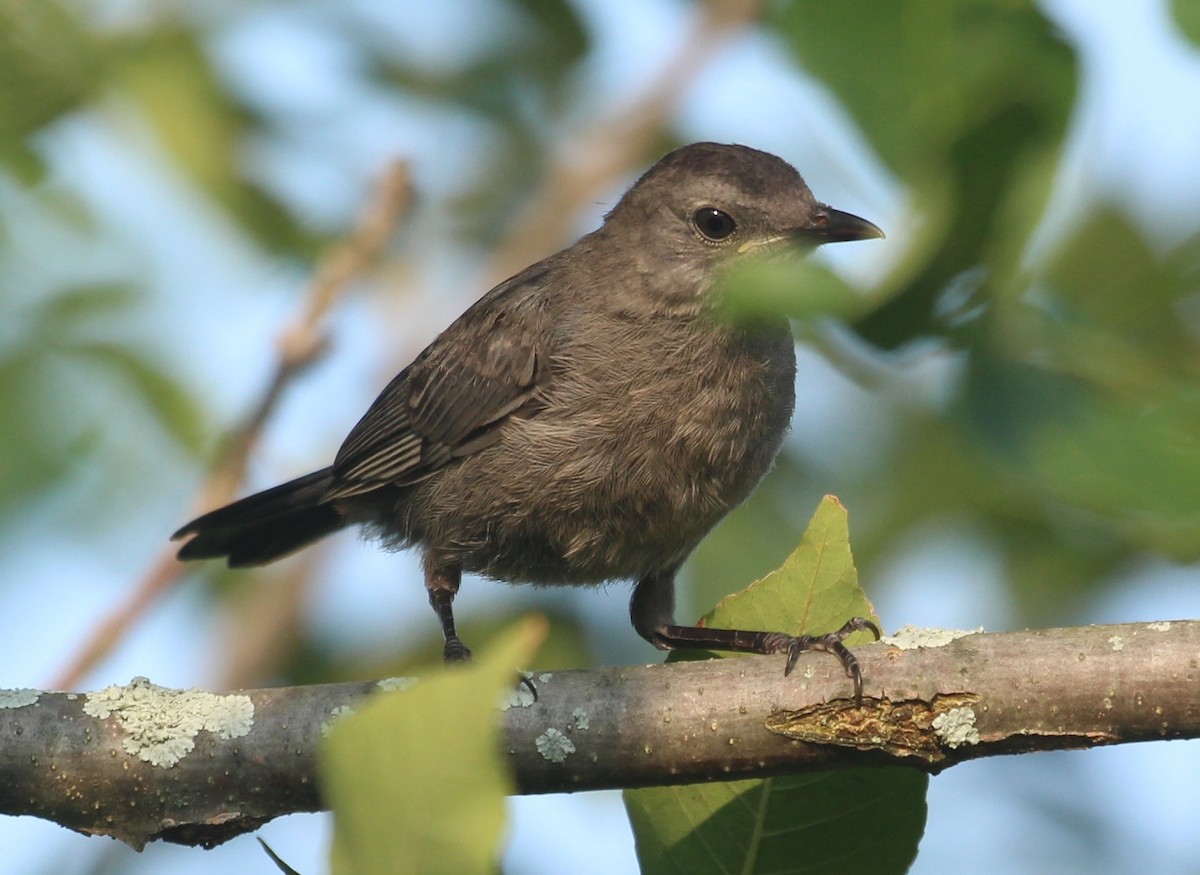 Miaulari grisa - ML640283342