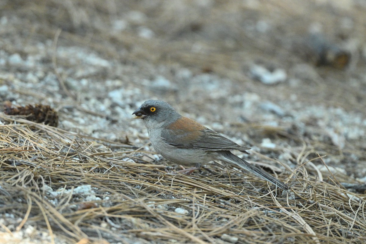 Yellow-eyed Junco - ML640283352