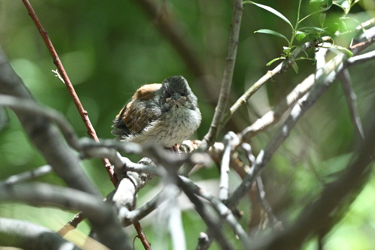 Yellow-eyed Junco - ML640283353