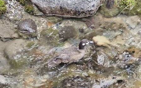 Harlequin Duck - ML640283365