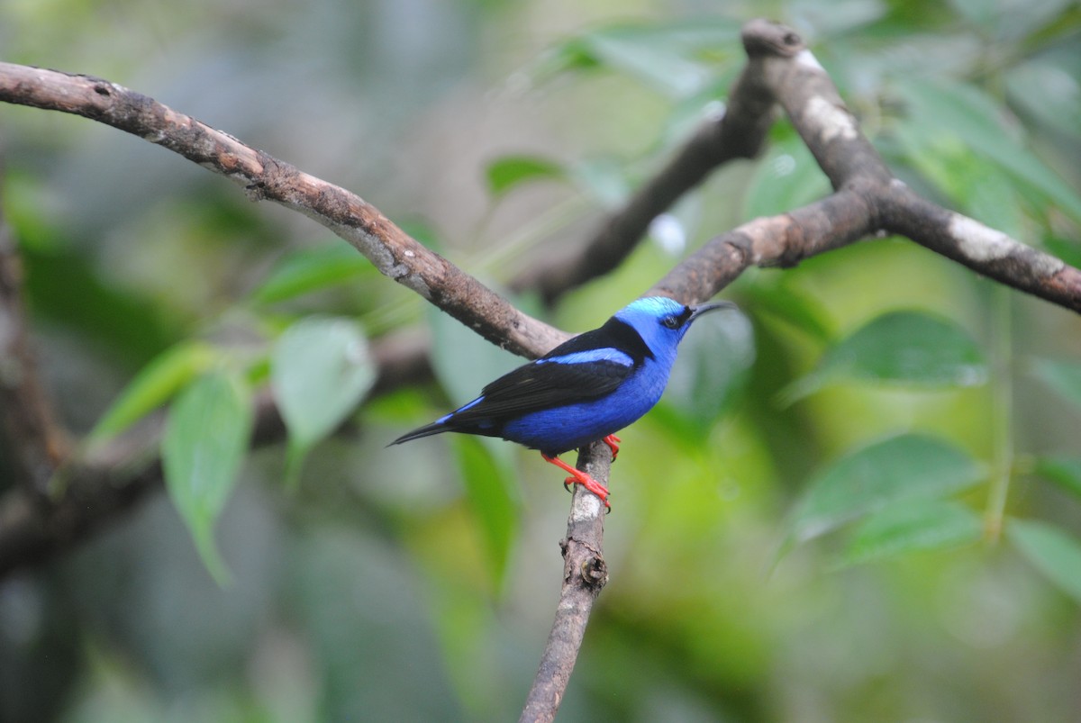 Red-legged Honeycreeper - ML640283404