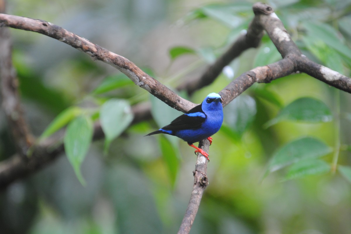 Red-legged Honeycreeper - ML640283405