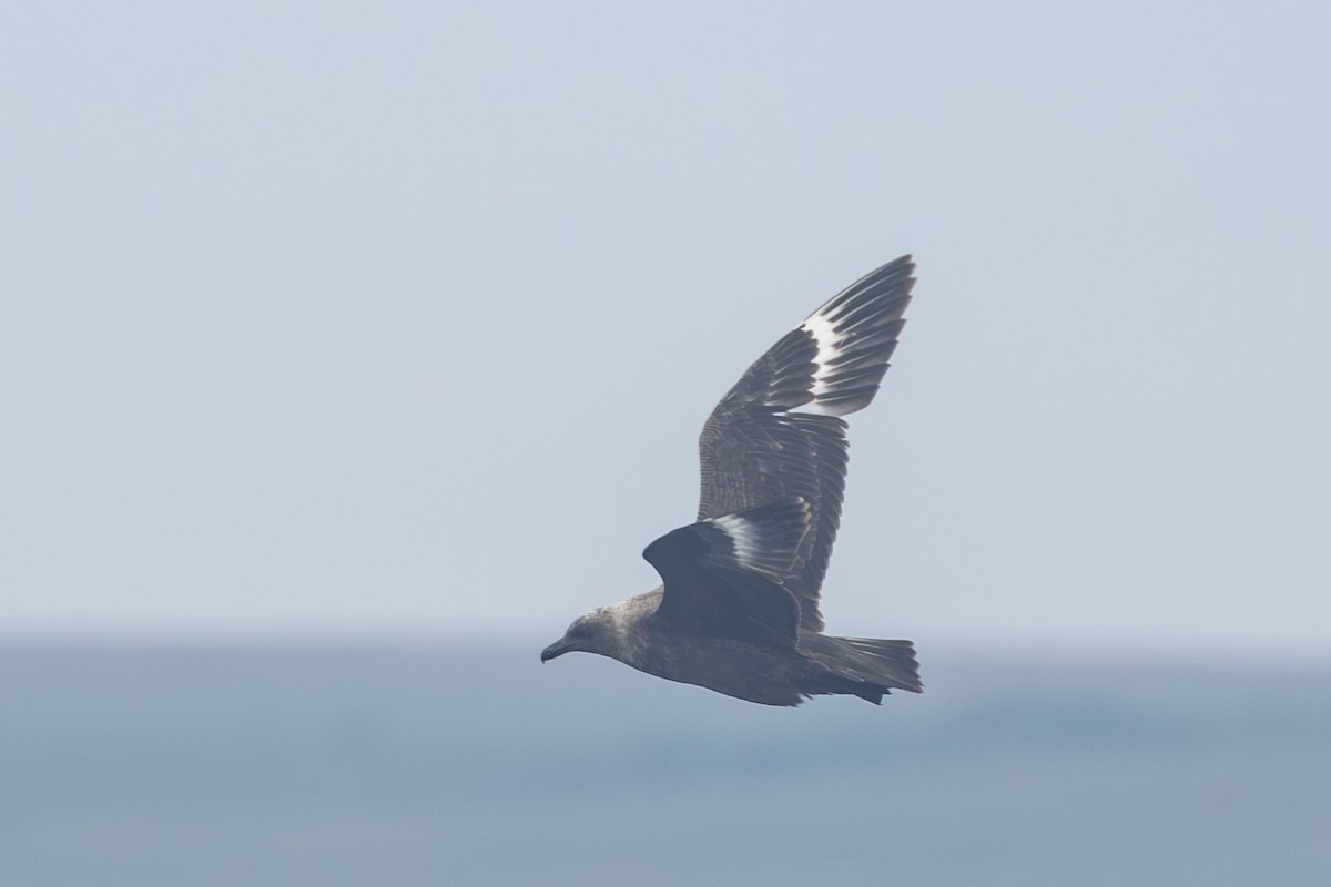 South Polar Skua - ML640283457
