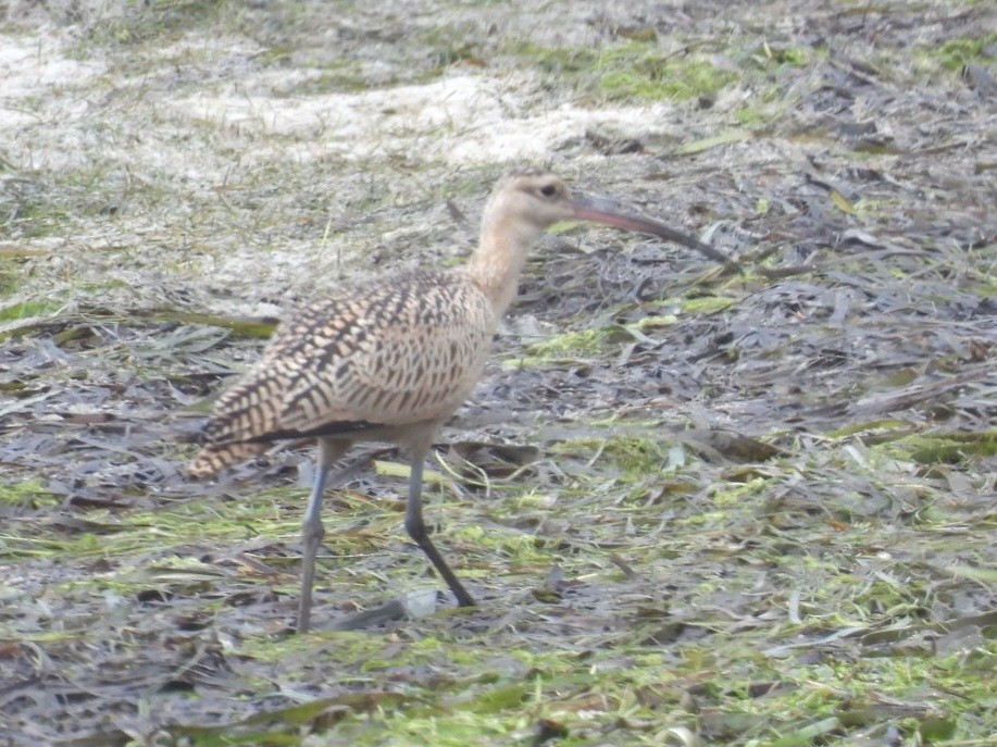 Long-billed Curlew - ML640283514