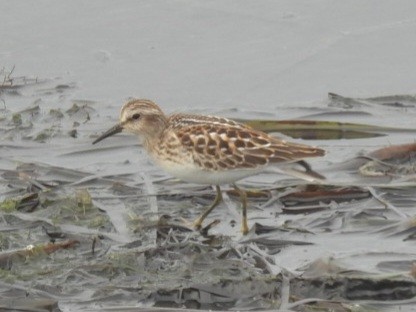 Least Sandpiper - ML640283520