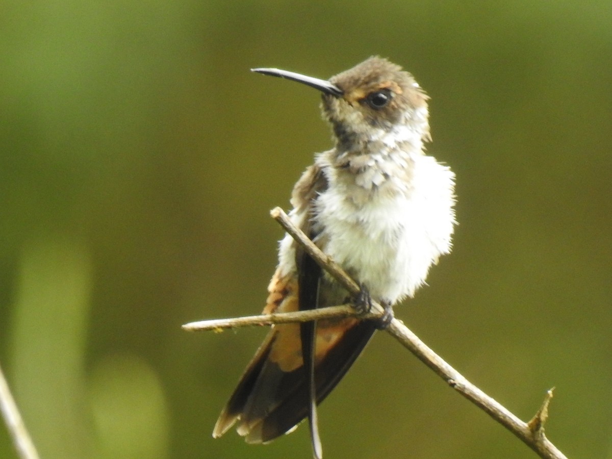 Brown Violetear - ML640283534