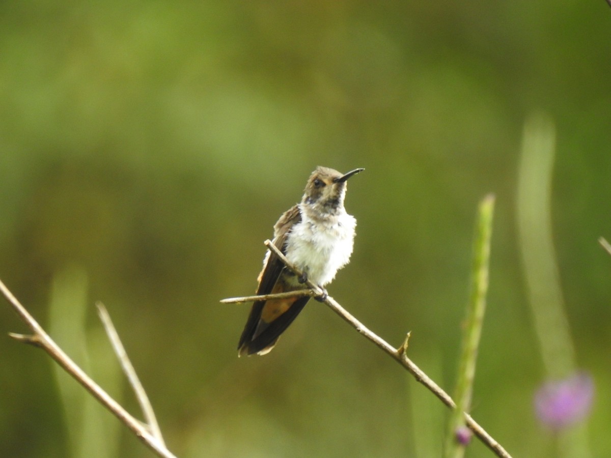 Brown Violetear - ML640283535