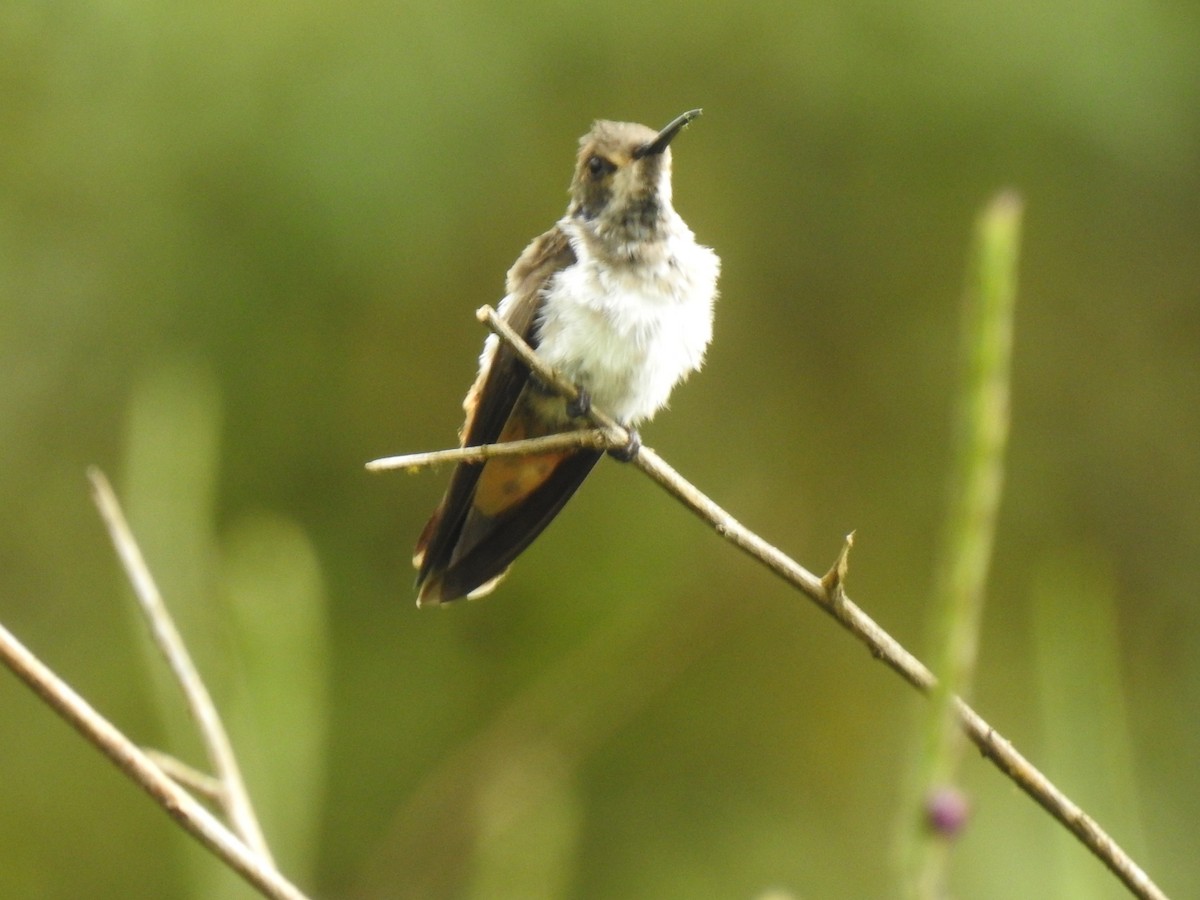 Brown Violetear - ML640283536