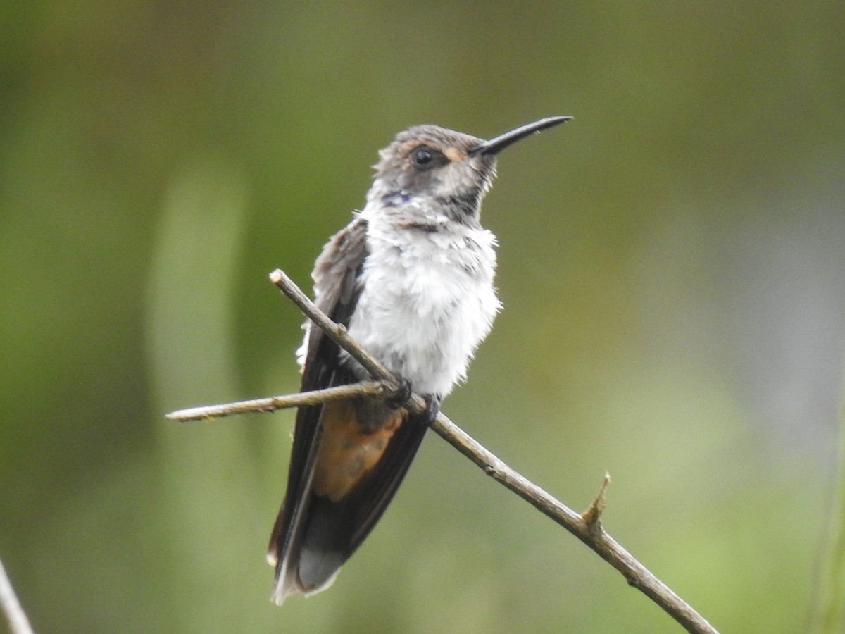 Brown Violetear - ML640283537