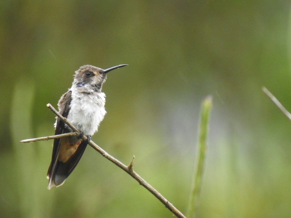 Brown Violetear - ML640283538