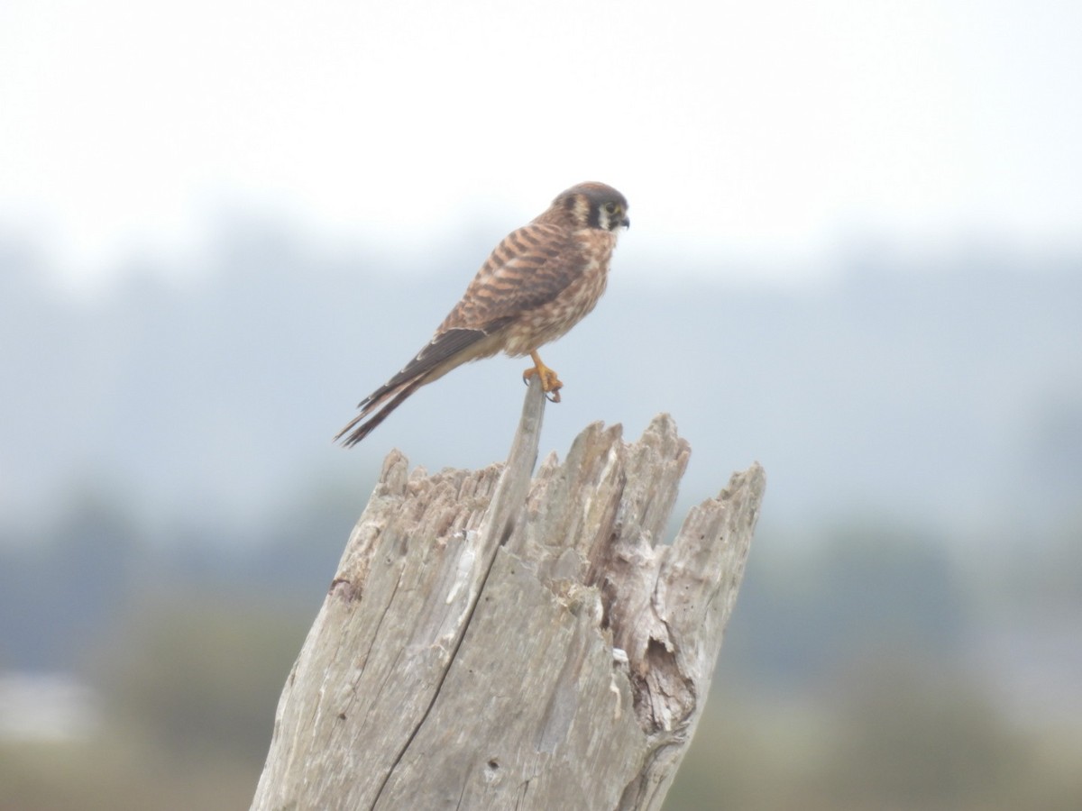 American Kestrel - ML640283549
