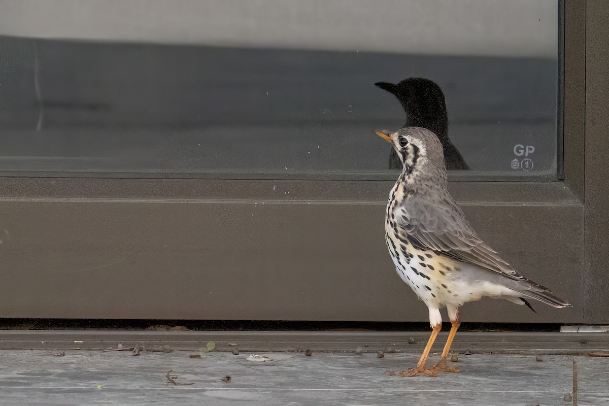 Groundscraper Thrush - ML640283554