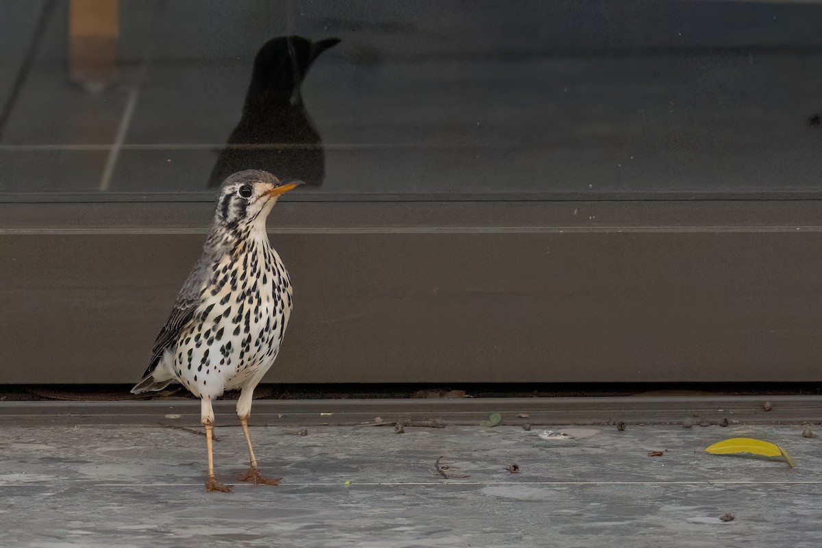 Groundscraper Thrush - ML640283555