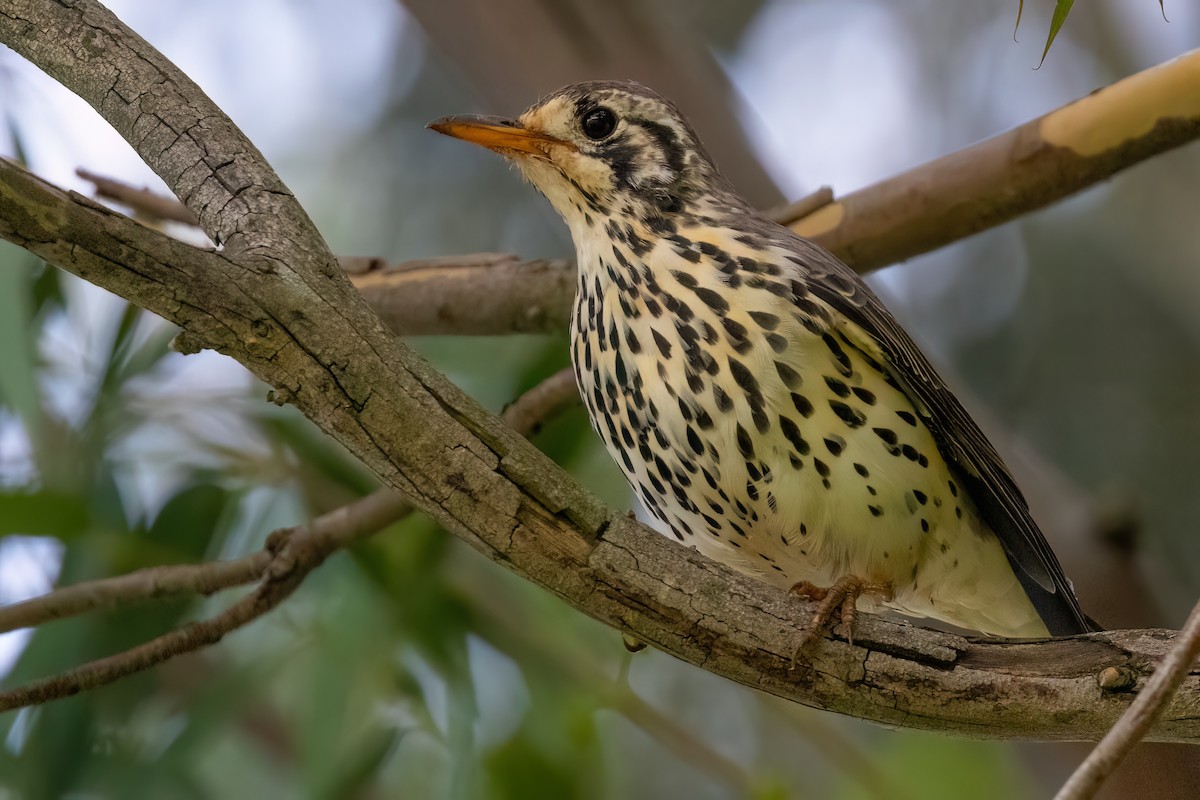 Groundscraper Thrush - ML640283556