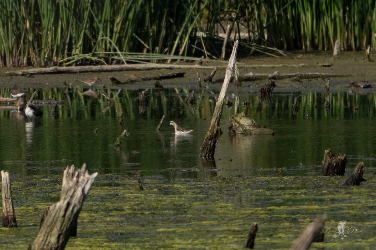 Red Phalarope - ML640283562