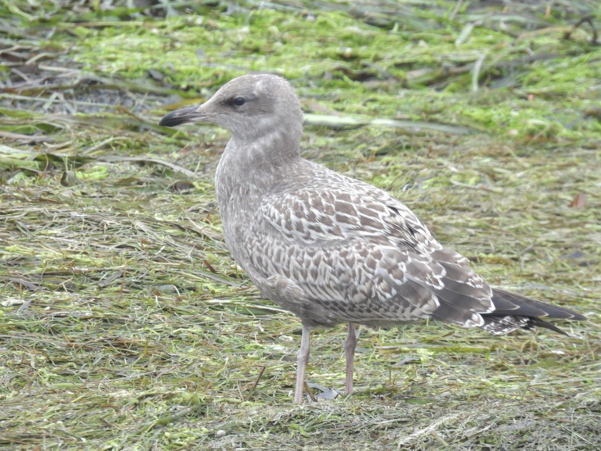 California Gull - ML640283580