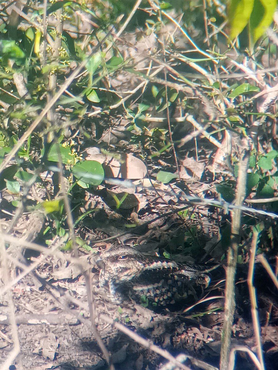 Scissor-tailed Nightjar - ML640283581