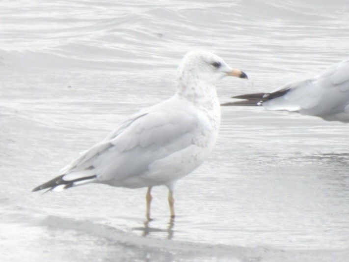 Ring-billed Gull - ML640283596