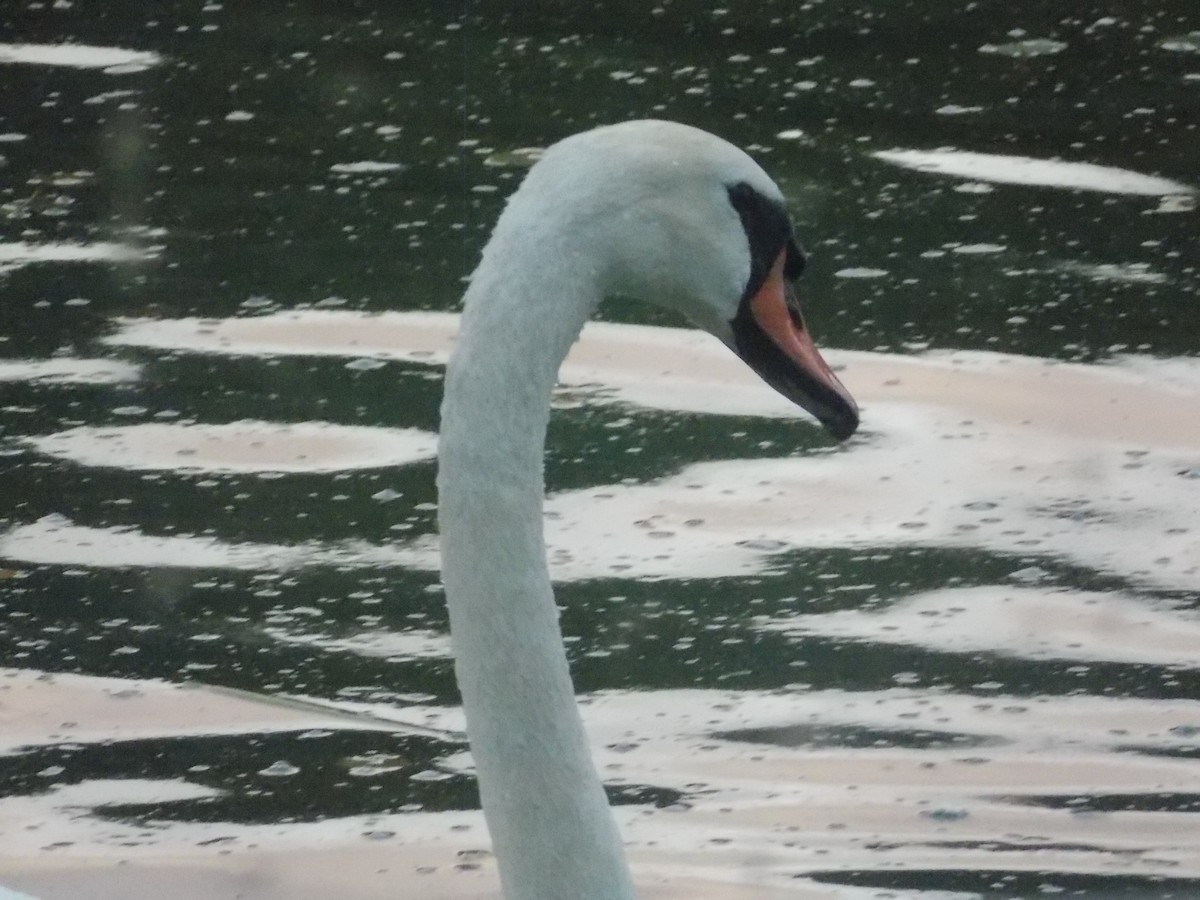 Mute Swan - ML640283606