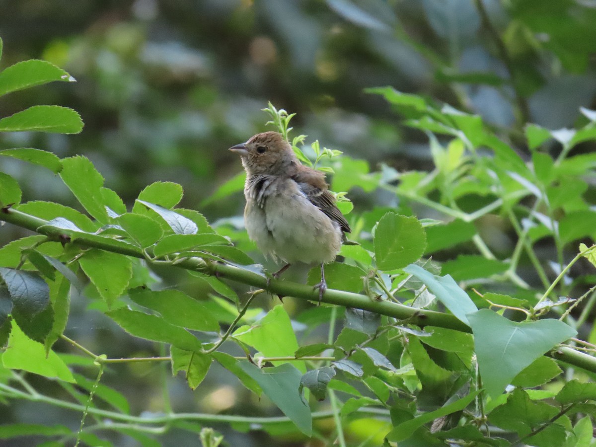 indigospurv - ML640283618