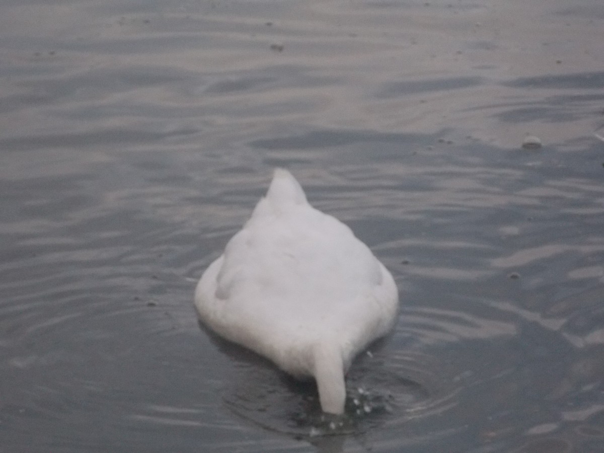 Mute Swan - ML640283653