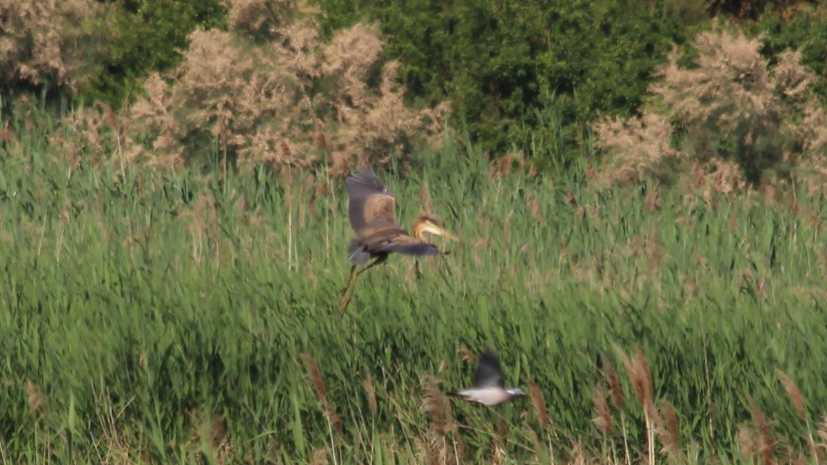 Purple Heron - ML640283667