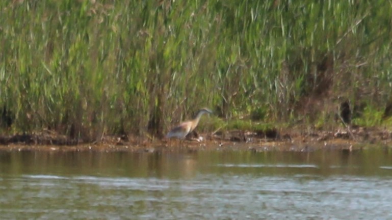 Squacco Heron - ML640283669