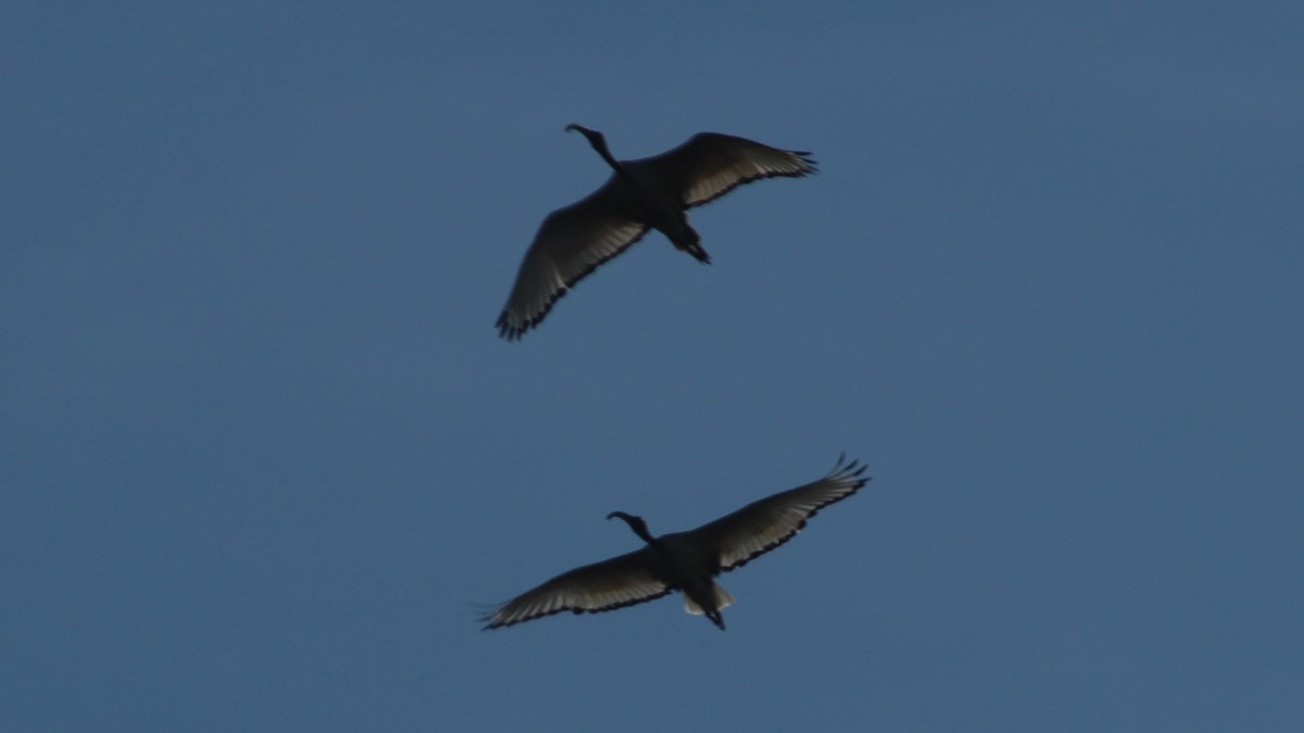 African Sacred Ibis - ML640283673
