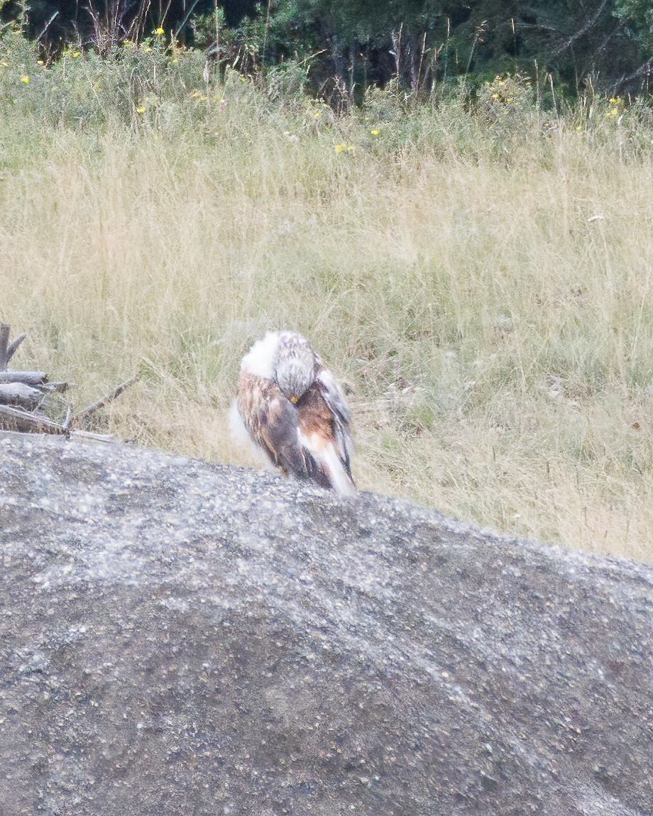Ferruginous Hawk - ML640283680