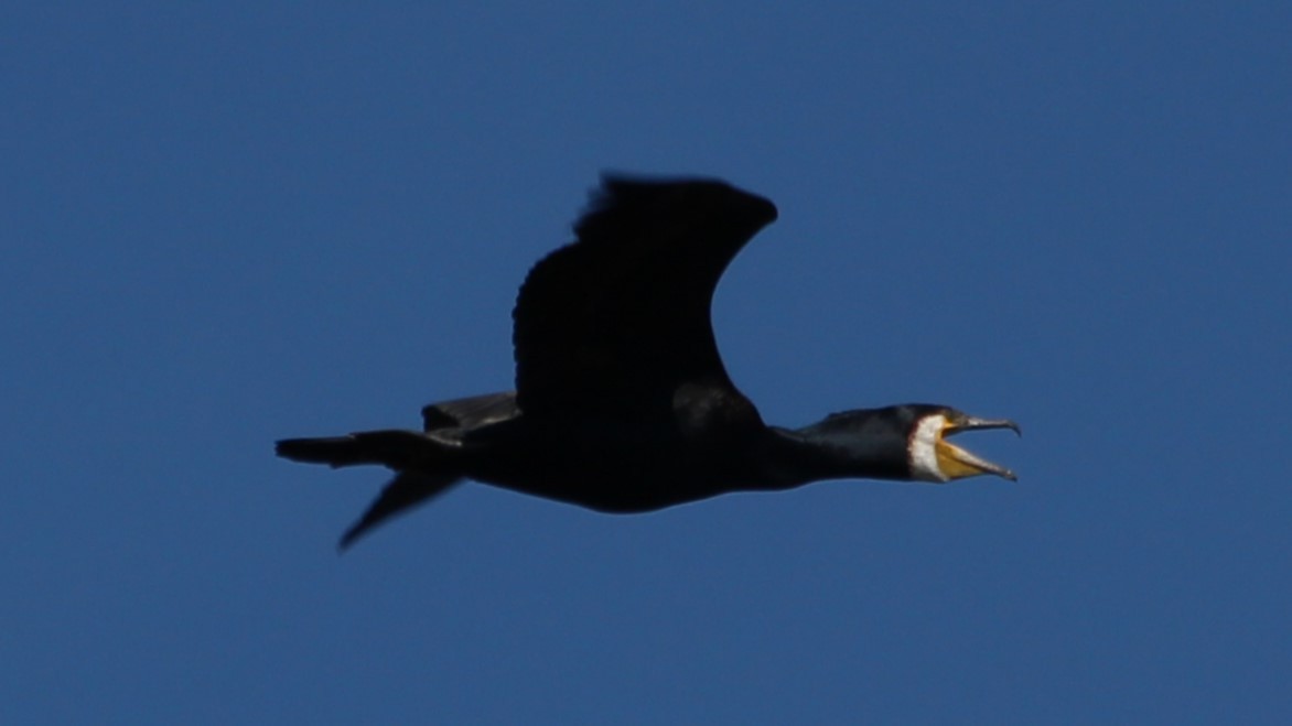 Great Cormorant - ML640283693