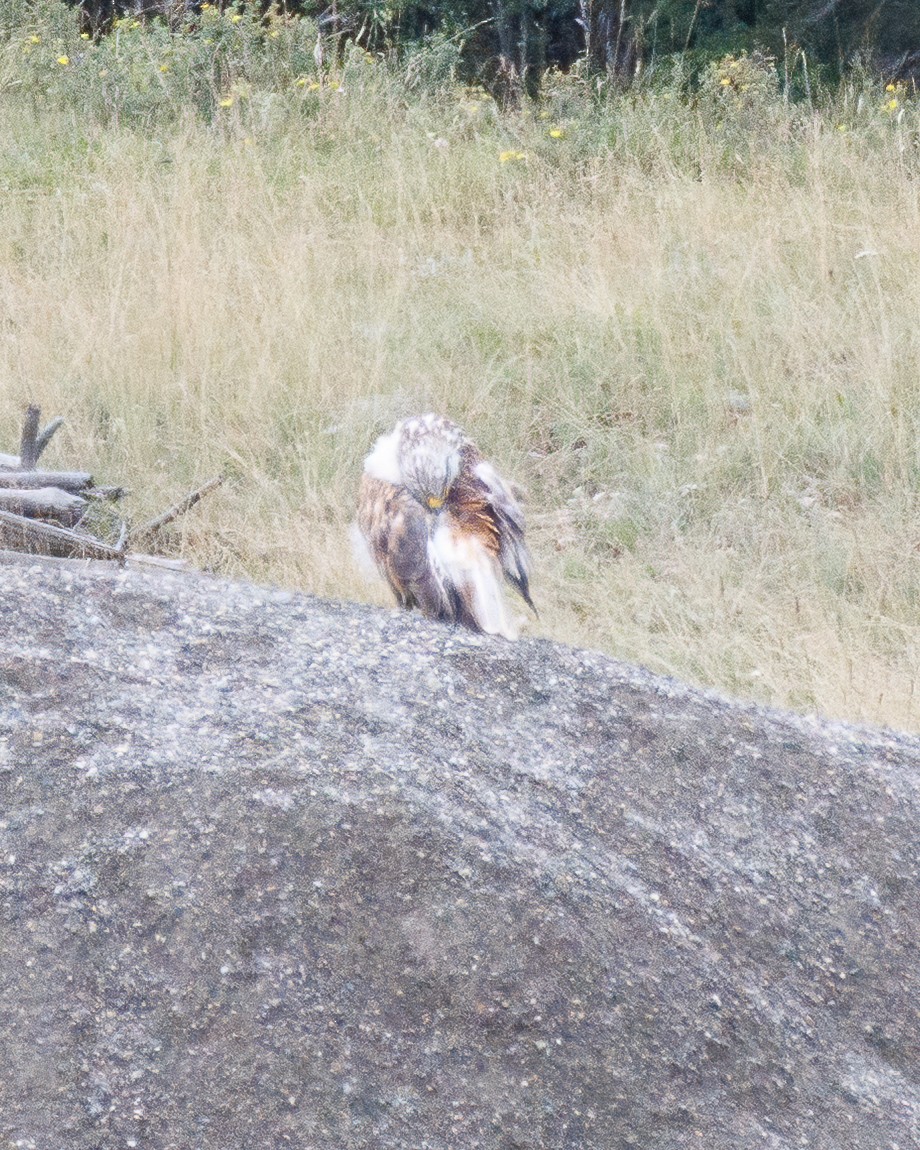 Ferruginous Hawk - ML640283695