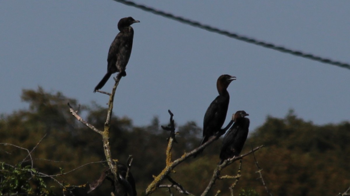 Pygmy Cormorant - ML640283699